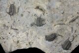 Plate Of Ceraurus Trilobites - Walcott-Rust Quarry, NY #133173-2
